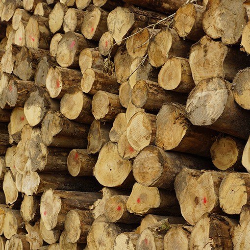 Linea Forestal Reybanpac